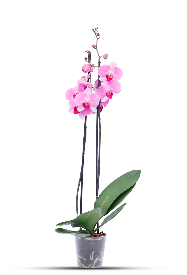 Orquidea_fucsia_2v