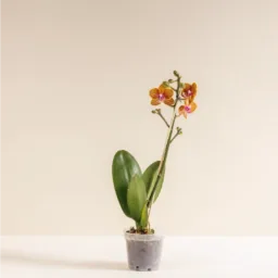 Orquídea MINIiii Reserva Whatsapp