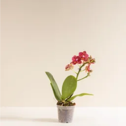 Orquídea MINIiii Reserva Whatsapp