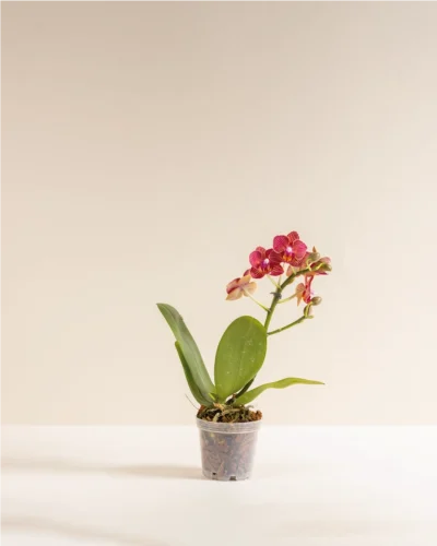 Orquídea MINIiii Reserva Whatsapp