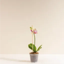 Orquídea MINIiii Reserva Whatsapp