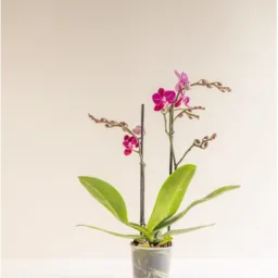 Orquídea MINIiii Reserva Whatsapp