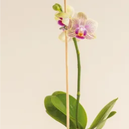 Orquídea MINIiii Reserva Whatsapp