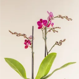 Orquídea MINIiii Reserva Whatsapp