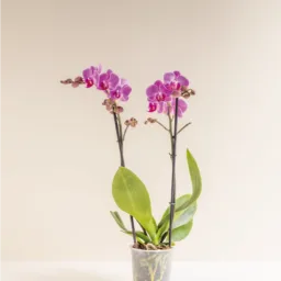 Orquídea MINIiii Reserva Whatsapp