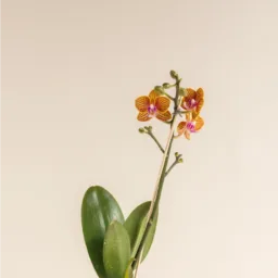 Orquídea MINIiii Reserva Whatsapp