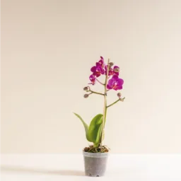 Orquídea MINIiii Reserva Whatsapp