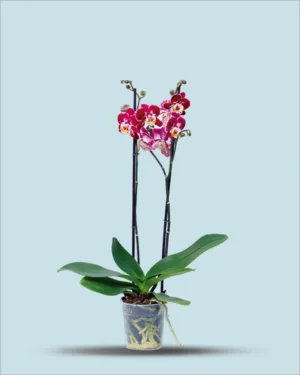 Orquídea Roja dos varas con matera de cerámica