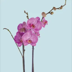 Orquídea Rayas moradas dos varas
