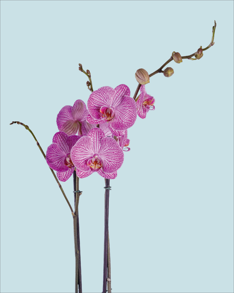 Orquídea Rayas moradas dos varas