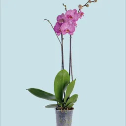 Orquídea Rayas moradas dos varas
