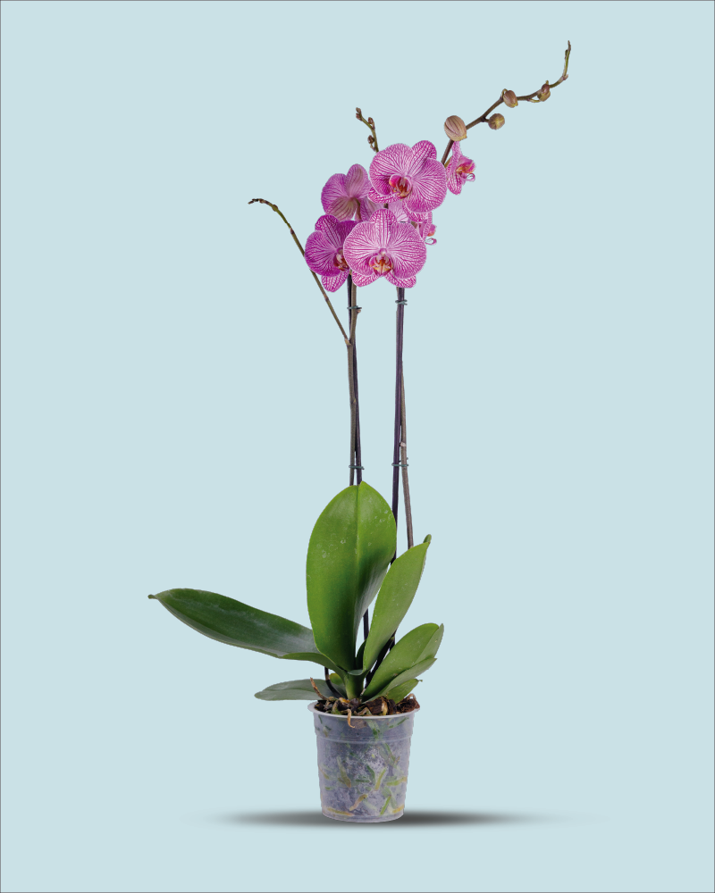 Orquídea Rayas moradas dos varas
