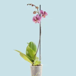 Orquídea Morada Jaspeada una vara