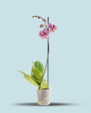 Orquídea Morada Jaspeada una vara