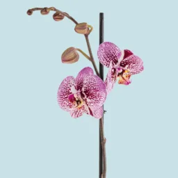 Orquídea Morada Jaspeada una vara