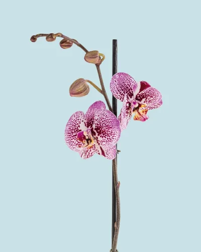 Orquídea Morada Jaspeada una vara