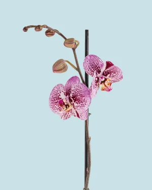 Orquídea Morada Jaspeada una vara