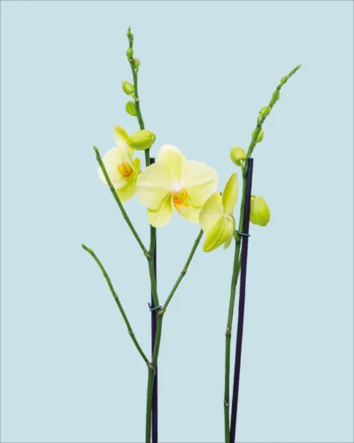 Orquídea amarilla dos varas