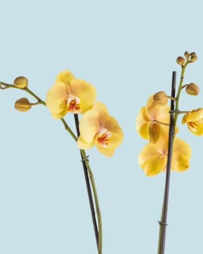 Orquídea amarilla centro roja