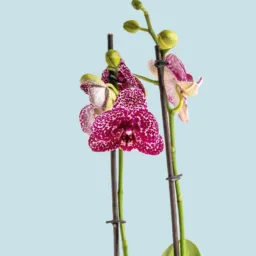 Orquídea pecas morada dos varas