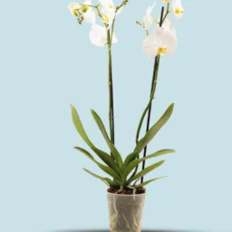 Orquídea blanca Pureza 2 varas