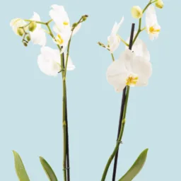 Orquídea blanca Pureza 2 varas