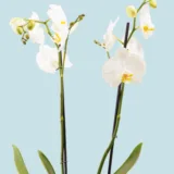 Orquídea blanca Pureza 2 varas