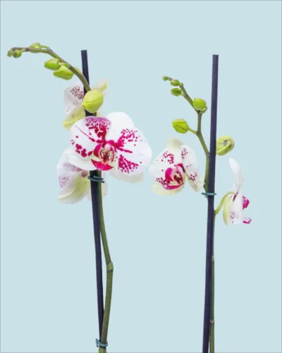 Orquídea jaspeada con manchas blanca