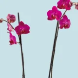 orquidea_morada_22_dos_varas_floramente_2