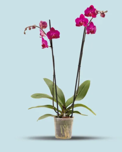 Orquídea morada con picos dos varas