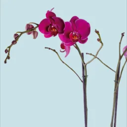 Orquídea morada dos varas