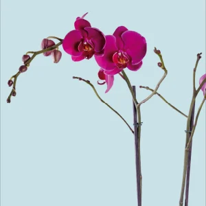 Orquídea morada dos varas
