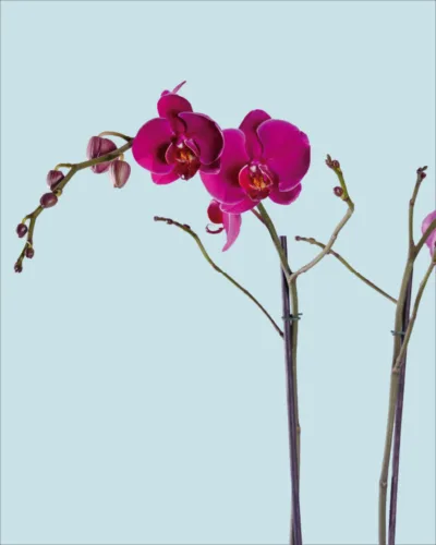 Orquídea morada dos varas