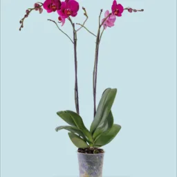Orquídea morada dos varas