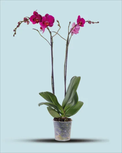 Orquídea morada dos varas