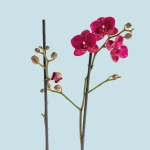 Orquídea morada en puntas