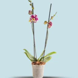 Orquídea mancha purpura