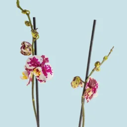 Orquídea mancha purpura
