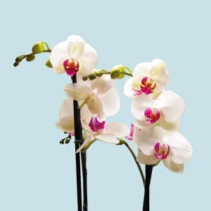 Orquídea Blanca Pico Rojo