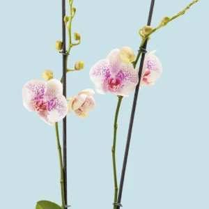 Orquídea Blanca micropunteada Lila