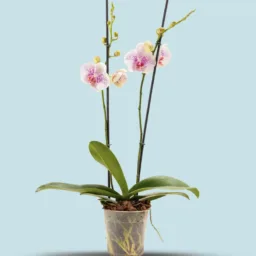 Orquídea Blanca micropunteada Lila