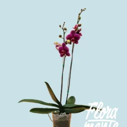 Orquídea Morada centro dorado 2 varas