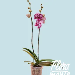 Orquídea Morada jaspeada 2 varas