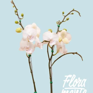 Orquídea Blanca centro Lila largo 2 varas