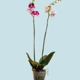 Orquídea Morada jaspeada pico largo 2 varas