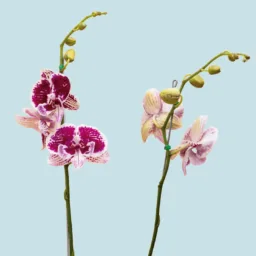 Orquídea Morada jaspeada pico largo 2 varas