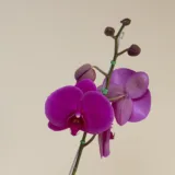 Promoción Orquídea una vara (venta Whatsapp)