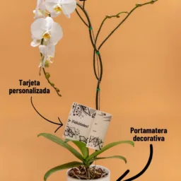 Orquídea Blanca Pureza en Cascada