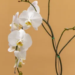Orquídea Blanca Pureza en Cascada