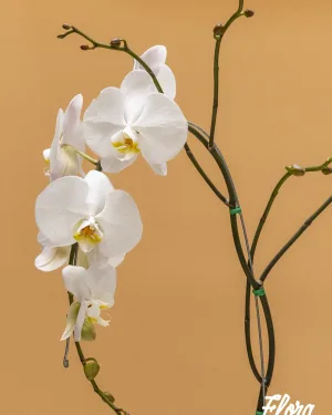 Orquídea Blanca Pureza en Cascada